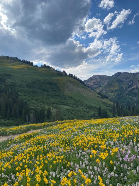 Flowers On Mountain, Hill With Flowers, Utah Flowers, Beehive Painting, Kaylee Core, Garnet Flats, Utah Wildflowers, Utah Aesthetic, Wildflowers Aesthetic