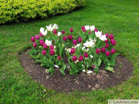 Spring Garden Design, 25 Spring Flower Beds and Yard Landscaping Ideas Tulip Beds Design, Spring Flower Beds, Bulbs Garden Design, Spring Landscaping, Yard Flowers, Colorful Flower Beds, Landscaping With Roses, Contemporary Garden Design, Spring Garden Flowers