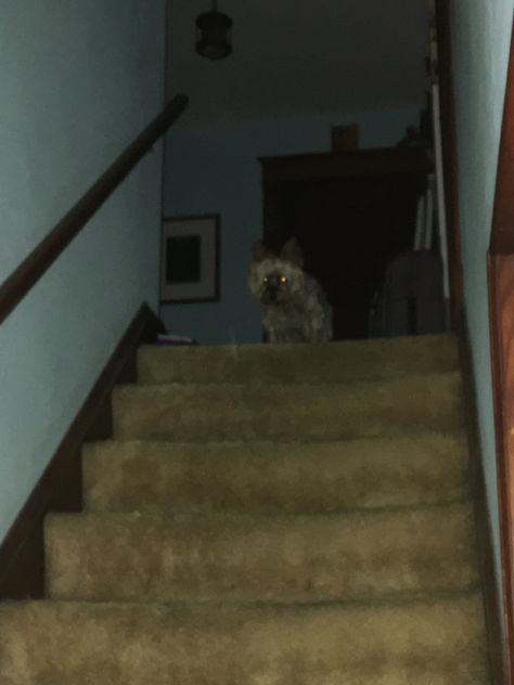 A dog with glowing eyes in a dimly lit stairwell Creepy Glowing Eyes, Creepy Stairwell, Dark Hallway, Wolf Eyes, Glowing Eyes, Dog Pictures, A Dog, Dogs