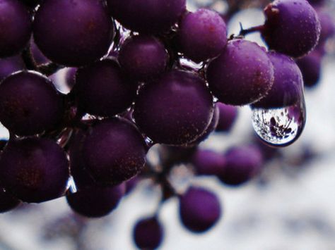 DIY Skincare: Grapes Yennefer Of Vengerberg, Natural Cleanser, Purple Reign, Purple Grapes, Purple Love, Diy Skincare, It's Raining, All Things Purple, Color Crush