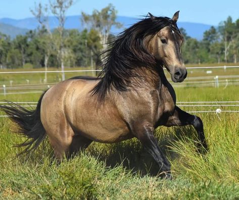 Friesian Cross Horse, Buckskin Friesian, Buckskin Horse, Horse Running, Beautiful Horse Pictures, Andalusian Horse, Most Beautiful Horses, Majestic Horse, Horses And Dogs