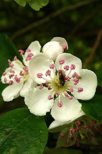 Missouri State Flower Is The Hawthorn Hawthorne Flower, Hawthorn Flowers, Hawthorn Flower, May Birth Flowers, Princess Tattoo, Flower And Leaves, Celtic Tree, Time Tattoos, English Garden