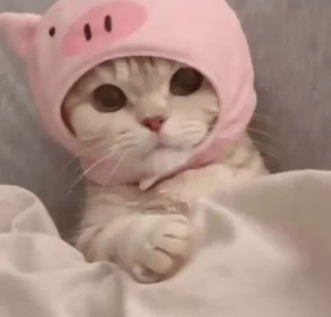 Cat Pfp Gif, Pfp Gif, Cat Pfp, Cat Cute, Animated Gif, Cute Cat, Gif, Pink