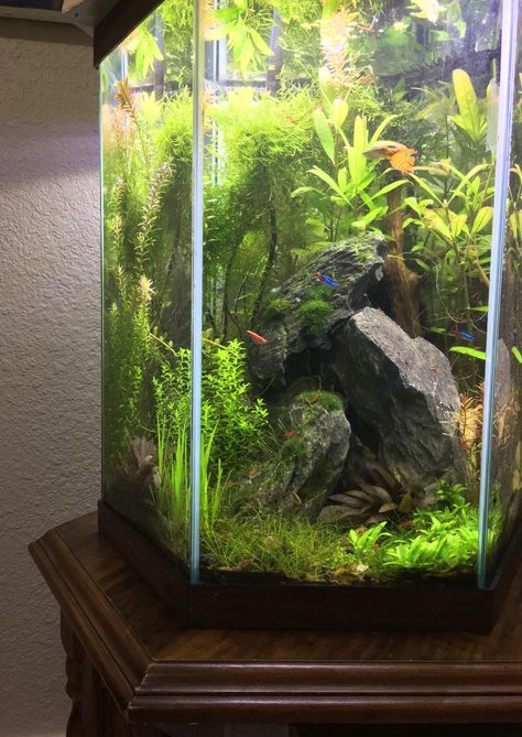 Hex tank Tall Fish Tank, Hexagon Fish Tank Ideas, Octagon Fish Tank, Hexagon Aquarium Ideas, Hexagon Fish Tank, Hexagon Aquarium, Cottagecore Fish Tank, Gothic Fish Tank, Axalotal Tank