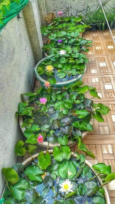 Lotus Pond Garden, Diy Crafts Easy At Home, Fish Pond Gardens, Container Water Gardens, English Garden Design, Indoor Water Garden, Unique Garden Decor, Garden Pond Design, Inside Garden