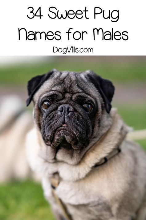 Did I hear you say that you’re looking for pug dog names? Well, you’re in luck! We’ve got 66 of them for you! Check them out! Dogs For Kids, Adoption Tips, Family Dogs Breeds, Pug Names, Pet Pug, Best Dogs For Families, Baby Pugs, Best Dog Toys, Best Dog Breeds