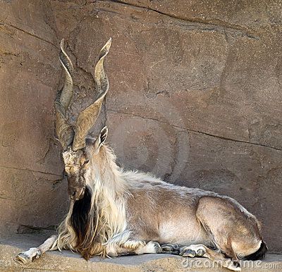 Animals With Antlers, Animals With Horns, Wild Animals Photos, Goats Funny, Nocturnal Animals, Wild Dogs, Animal Sketches, Animal Planet, Animal Gifs