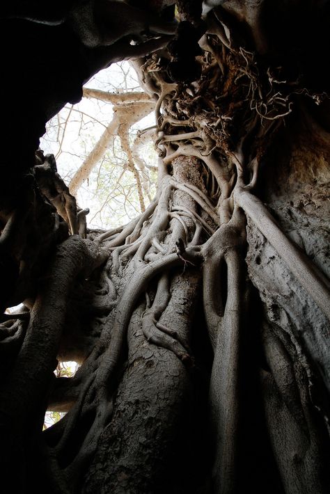 Reach for the Sky by Matt Floreen (inside a baobab tree) Southern Reach, Baobab Tree, A Discovery Of Witches, Tree Roots, Enchanted Forest, The Tree, Beauty And The Beast, Concept Art, Nature Photography