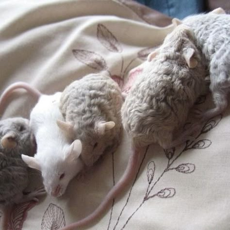 Curly Mice, Mice Aesthetic, Rattus Rattus, Cute Mice, Baby Rats, Funny Rats, Pet Mice, Cute Rats, Pets 3