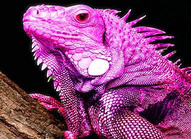 pink iguana | Recent Photos The Commons Getty Collection Galleries World Map App ... Pink Iguana, Eeyore Quotes, Green Iguana, Habitat Destruction, Lesser Antilles, Henry Miller, Galapagos Islands, Ecuador, Reptiles