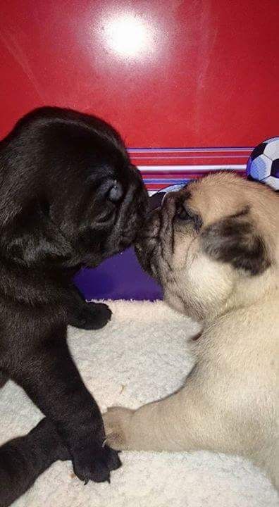 Funny Pugs Pics, Pugs Puppies, Dog Condo, Funny Pug Pictures, Pug Puppy Aesthetic, Weird And Funny, Dog Emotions, Dog Bear, Cute Pug Puppies