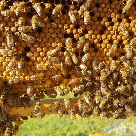 Does organic farming support bee populations? In an article published in the Journal of Applied Ecology, results from a study using 6 years of data from west central France suggest that, when “compared with bee colonies in areas farmed conventionally, colonies living amid organic farm fields boast 37% more brood, 20% more adult bees, and 53% greater honey production.” Extracted from @cnrs Photo by @raweatablesorganicfarm #bee #bees #pollinators #nectar #beepopulations #pollen #honey #honeybee Mother Archetype, Bee Farming, Honey Production, Central France, Farm Fields, Biodiversity Conservation, Bee Colony, Farm Field, Organic Farm