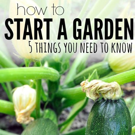 Are you ready to grow a garden - learn how to start a garden - here are 5 things you need to know to start a garden. Growing Squash, Start A Garden, Vegetable Garden For Beginners, Starting A Vegetable Garden, Tamworth, Starting A Garden, Home Vegetable Garden, Organic Gardening Tips, Hydroponic Gardening