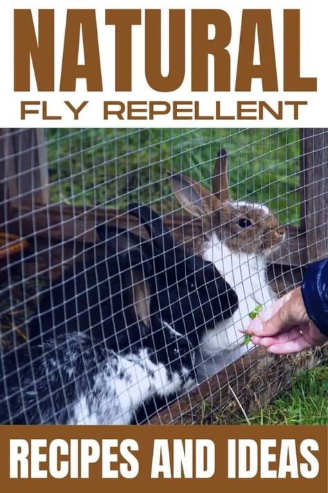 Bunny Treats Homemade, Raising Bunnies, Homemade Fly Spray, Natural Fly Repellant, Rabbit Information, Raising Rabbits For Meat, Rabbit Pen, Rabbit Diy, Rabbit Habitat