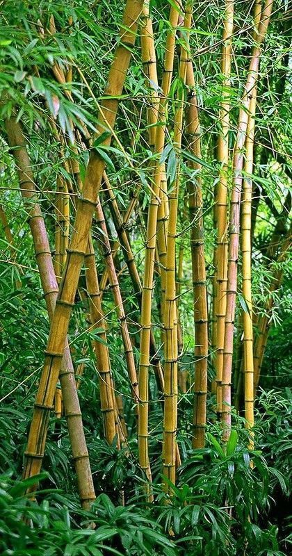 Le Bambou Bamboo Landscape, Green Nature Wallpaper, Bamboo Background, Blur Image Background, Yellow Bamboo, Red Background Images, Photoshop Digital Background, Serene Nature, Blur Background Photography