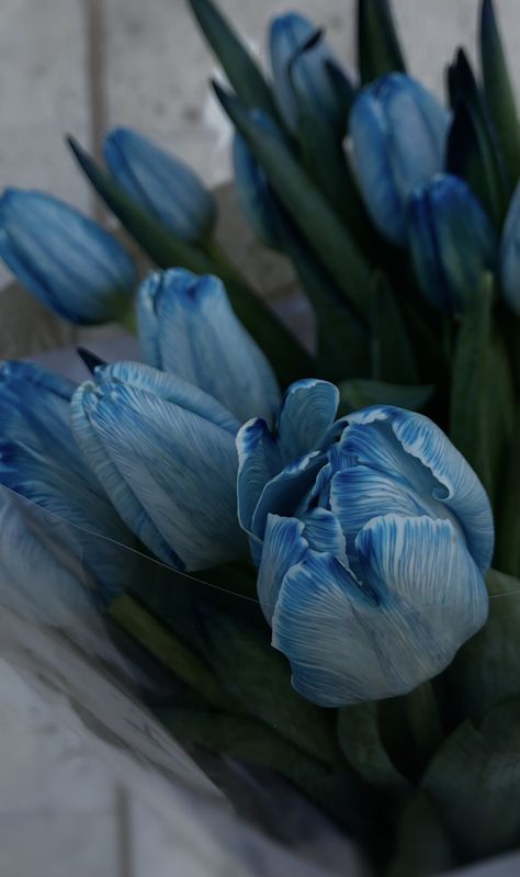 Blue Tulips Aesthetic, Blue Tulips Wallpaper, Wallpaper 2022, Blue Flower Wallpaper, Food Captions, Cute Blue Wallpaper, Blue Tulips, Iphone Wallpaper Photos, Iphone Background Wallpaper