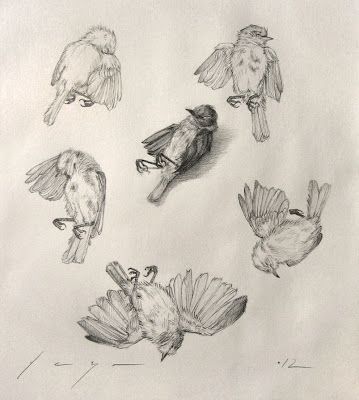 Eduardo Deza: Six studies of a dead bird Dead Bird, A Level Art Sketchbook, Bird Sketch, Animal Illustration Art, Animal Study, Scientific Illustration, Animal Sketches, Sketchbook Inspiration, Bird Drawings