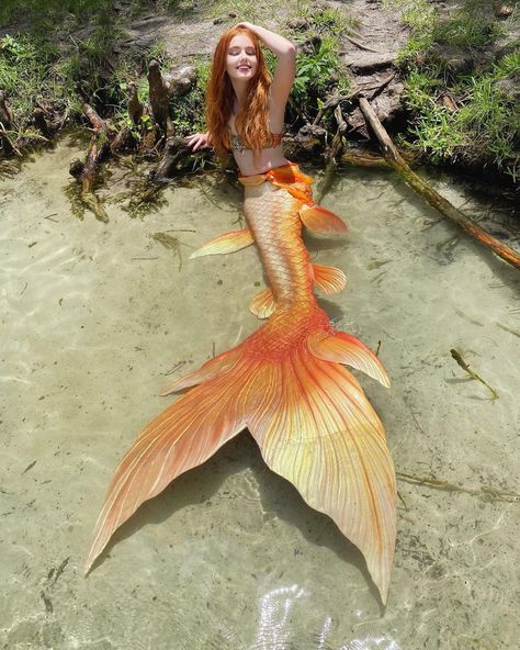 Yellow Mermaid Tail, Goldfish Mermaid, Yellow Mermaid, Realistic Mermaid, Mermaid Photography, Silicone Mermaid Tails, Siren Mermaid, Mermaid Pictures, Mermaid Outfit