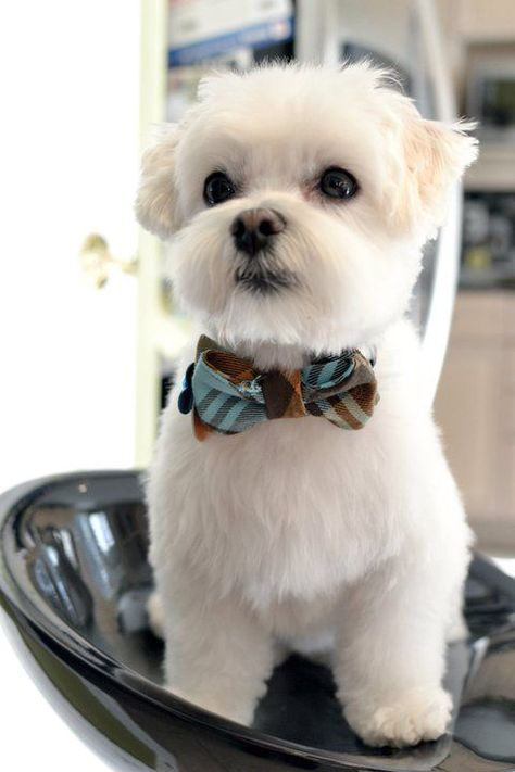 Maltese Grooming, Preppy Puppy, Maltese Haircut, Haircut Idea, Puppy Haircut, Dapper Man, Dog Grooming Styles, Puppy Cut, Dog Haircuts