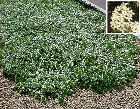 Myoporum Native Ground Cover, Purple Lantana, Arizona Backyard Landscaping, Arizona Landscaping, Arizona Backyard, Dark Purple Flowers, Succulent Landscape Design, Evergreen Vines, Arizona Landscape