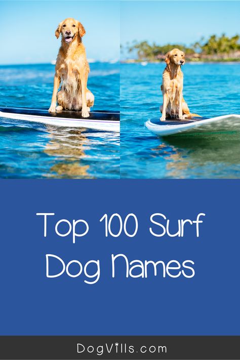 Ocean Puppy Names, Ocean Themed Dog Names, Beachy Dog Names, Beach Dog Names, Hawaiian Dog Names, Names Ocean, Beach Names, Adoption Tips, Summer Names