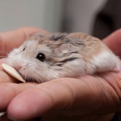 Animal pictures of the week: 14 October 2011 Kandang Hamster, Robo Hamster, Roborovski Hamster, Bear Hamster, Hamster Names, Hamster Habitat, Hamster Care, Baby Hamster, Funny Hamsters