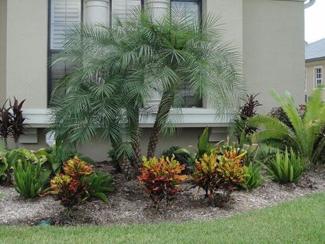 Robellini Palm Landscaping, Date Palm Tree Landscaping, Pygmy Palm, Palm Landscaping, Curved Driveway, Robellini Palm, Pool Landscapes, Small Front Garden Ideas, Palm Trees Landscaping