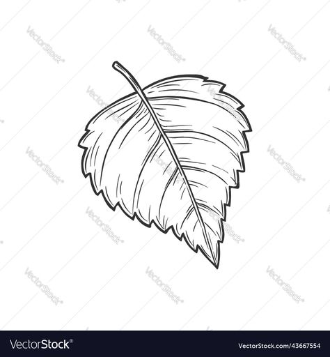 Drawing Autumn, Leaf Tattoo, Spring Leaf, Leaf Outline, Elm Tree, Aspen Leaf, Embroidery Leaf, Birch Leaf, Birch Tree