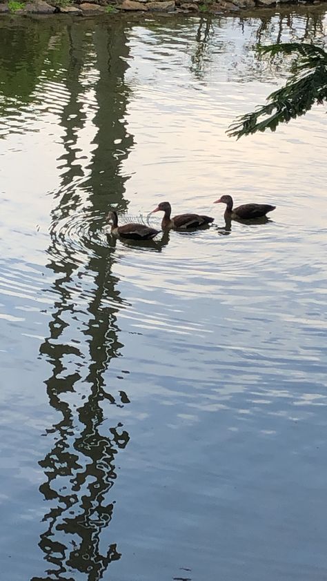 ducks on a lake Ducks On Water, Moving Artwork, Three Ducks, Duck Painting, Lake Painting, Painting Inspo, World Photography, Art References, Our World