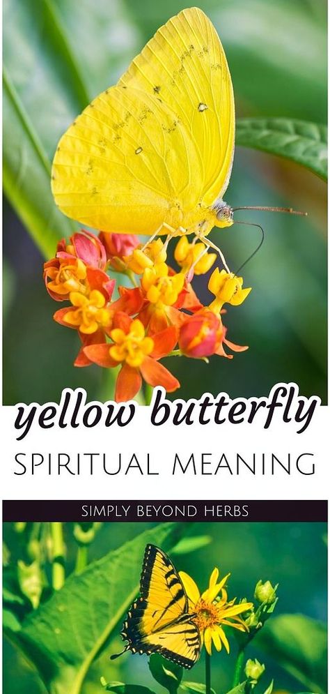 Discover the yellow butterfly meaning within the realm of spiritual meaning, where these vibrant creatures symbolize transformation and change. Across various cultures, a yellow butterfly's appearance might herald significant life shifts, embodying messages from the heavens. This form of nature and animal symbolism invites you to ponder the deeper spiritual implications of such encounters. Find more spirituality symbols, insect symbolism, and nature symbolism at simplybeyondherbs.com. Butterfly Meaning Spiritual, Insect Symbolism, Spirituality Symbols, Butterfly Spiritual Meaning, Yellow Butterfly Meaning, Butterfly Spiritual, Butterfly Spirit Animal, Butterfly Symbolism, Butterfly Meaning