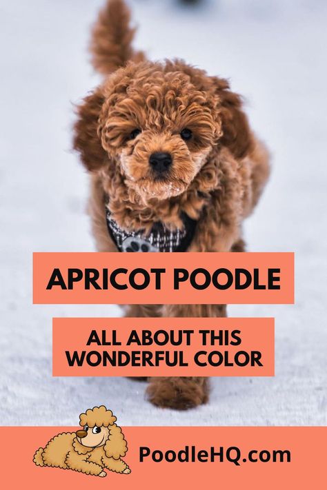 If you haven’t seen this poodle in beauty pageants, you must have noticed them in pictures while browsing for poodle breeds online. These rare and beautiful creatures are distinguished from other poodle counterparts by their eye-catching apricot color. An apricot poodle is a rare sight when you are taking a stroll in the city park, or even in the breeding kennels, and that makes them even more attractive in a mysterious way. Miniature Poodle Apricot, Poodle Breeds, Poodle Colors, Apricot Standard Poodle, Apricot Poodle, Poodle Puppy Standard, Red Poodles, Apricot Color, Good Shampoo And Conditioner