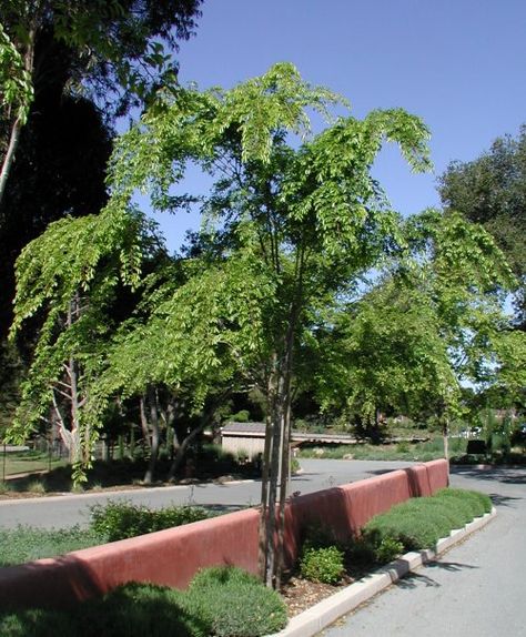 Plant photo of: Ulmus parvifolia Ulmus Parvifolia, Drought Tolerant Garden, Wind Break, Dark Green Color, Plant Information, Soil Ph, Sun And Water, Evergreen Trees, Leaf Coloring