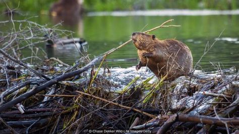 Native American Spirit Animals, North American Beaver, Busy Beaver, Keystone Species, Beaver Dam, Animal Symbolism, Incredible Creatures, National Trust, American West