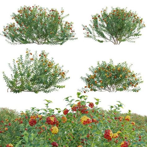 Lantana camara - Shrub Verbena Paving Texture, Lantana Camara, Outdoor Technology, Bedroom Toys, Dressing Table With Chair, Kitchen Wall Lights, Plaster Sculpture, Developmental Stages, Decorative Plaster