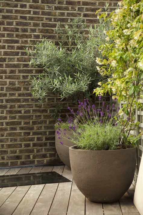 Olive tree underplanted with creeeping thyme, lavender and jasmine climbers in Atelier Vierkant pots Potted Trees Patio, Modern Mediterranean Garden, Garden Ideas India, Autumn Planting, Big Potted Plants, Veggies Garden, Terrace Gardens, Backyard Planters, Modern Planters Outdoor