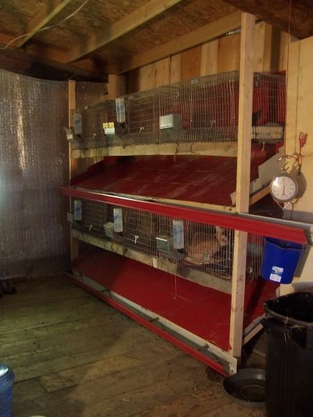 Getting Started With Meat Rabbits: Housing – Willow Creek Farm Hutch Plans, Rabbit Hutch Plans, Rabbit Shed, Animal Farming, Hutch Ideas, Rabbit Stuff, Rabbit Enclosure, Rabbit Farm, Meat Rabbits