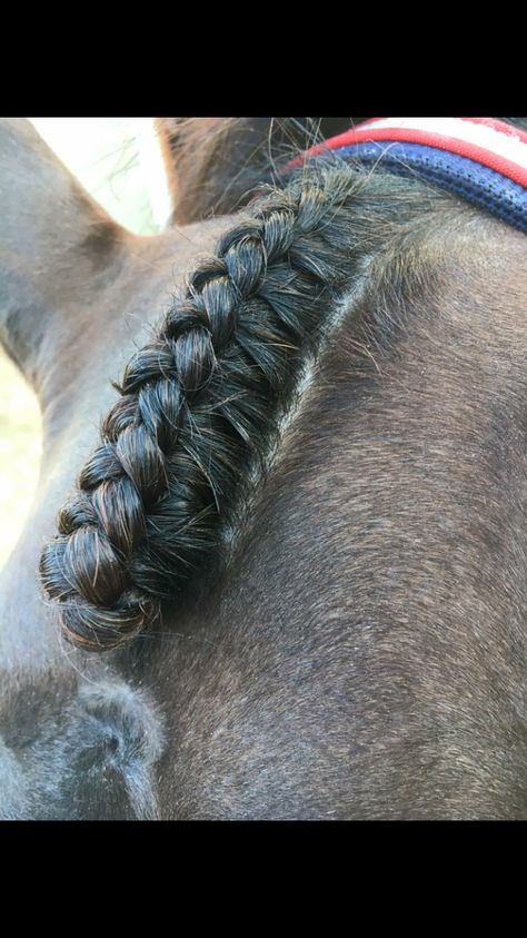 Forelock braid Hunter Braids, Mane Braids, Horse Braids, Horse Mane Braids, Horse Braiding, Horse Mane, Grooming Tips, Horse Training, Plaits