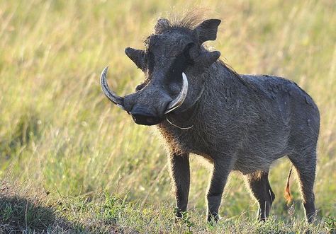 Wart Hog, Horned Animals, Wild Boars, Masai Mara Kenya, Concept Drawing, Wild Pig, Land Animals, Animal Print Wallpaper, Masai Mara