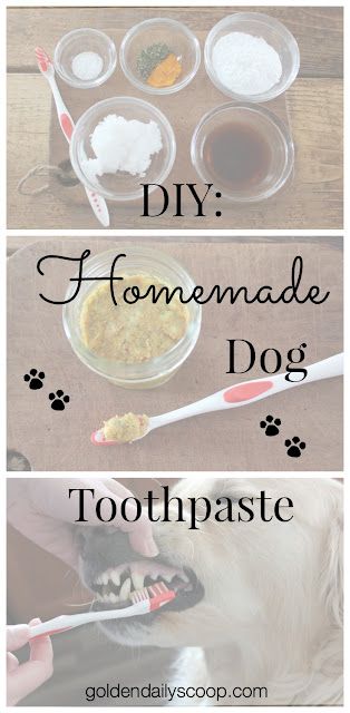 Dog Toothpaste Recipe, Diy Dog Toothpaste, Homemade Dog Toothpaste, Toothpaste For Dogs, Diy Dog Shampoo, Toothpaste Recipe, Homemade Toothpaste, Dog Toothpaste, Dog Teeth Cleaning