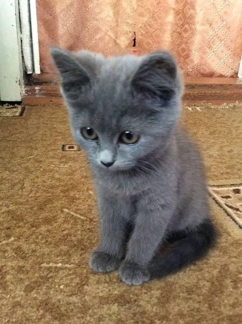 Gray Cat With Blue Eyes, Blue Russian Cat, Russian Blue Kitten, Russian Cat, Gray Kitten, Chartreux Cat, Gray Cats, Cat Problems, Korat