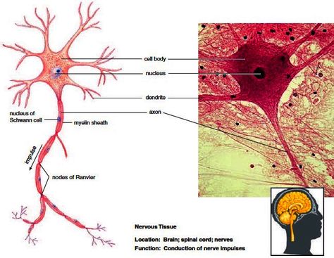 Nervous Tissue Notes, Nervous Tissue, Nursing Study Tips, Medical Assistant Student, Cells Project, Integumentary System, Basic Anatomy And Physiology, Biology Facts, Human Body Anatomy