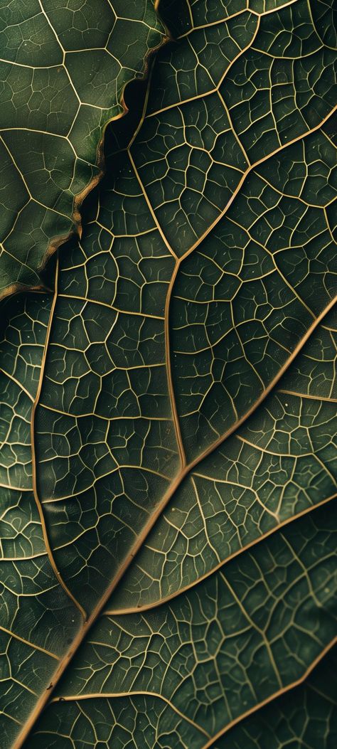 Pattern From Nature, Nature Texture Photography, Earth Astethic, Patterns In Nature Geometric, Natural Patterns In Nature, Texture Photography Ideas, Patterns In Nature Texture, Vain Aesthetic, Organic Patterns In Nature