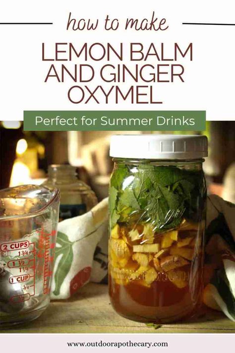 Learn how to create a refreshing and invigorating lemon balm and ginger oxymel with our step-by-step guide. Discover the perfect balance of flavors in this herbal concoction and enjoy the numerous health benefits it offers. Lemon Balm Oxymel, Ginger Oxymel, What To Do With Lemon Balm, Herbalist Recipes, Outdoor Apothecary, Lemon Balm Recipes, Lemon Balm Tincture, Flower Pounding, Foraged Food