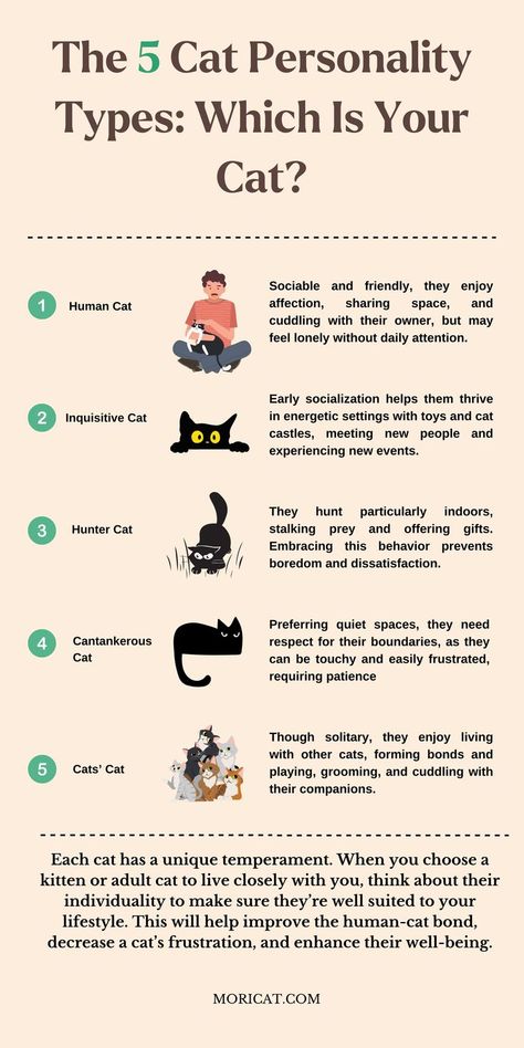 #catpersonality #Catbehavior #HomeCat #TorontoCat Cat Personality Types, Cat Development Stages, Tips For Cat Owners, Cat Behavior Explained, Facts About Cats Did You Know, Cat Behavior Facts, Cat Area, Cat Castle, Getting A Kitten