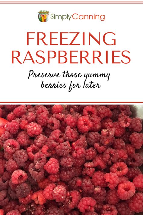 Freezing raspberries is probably the best way to preserve red raspberries, since they don't hold up to canning as well as other fruit. Freezing Raspberries, Fresh Raspberry Recipes, Homestead Diy, Vacuum Sealing Food, Homestead Style, Freezing Fruit, Black Raspberries, Fruit Plus, Growing Raspberries