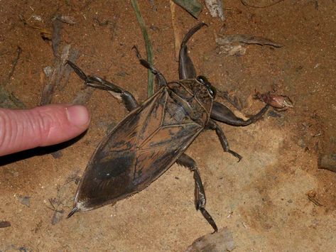 Hercules Moth, Hawk Species, Water Bug, Tarantula Hawk, Goliath Beetle, Hercules Beetle, Longhorn Beetle, Moth Species, Aquatic Insects