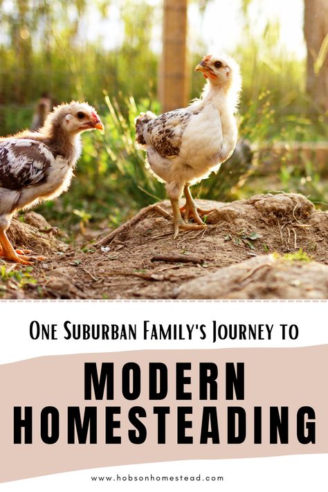 young chickens in early morning sun Multi Generational Homestead, Homestead Compound, Multifamily Homestead, How To Start A Family Compound, Homesteading In The Suburbs, Family Compound, Modern Homesteading, Future Mom, Modern Family