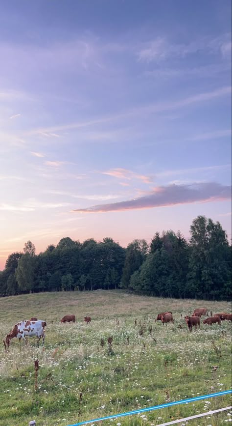 Scenic Backgrounds Wallpapers, Scenic Backgrounds, Summer Country Wallpaper, Ranch Wallpaper Iphone, Country Field, Cow Field, Cow Phone Wallpaper, Country Wallpaper Aesthetic, Cow Aesthetic