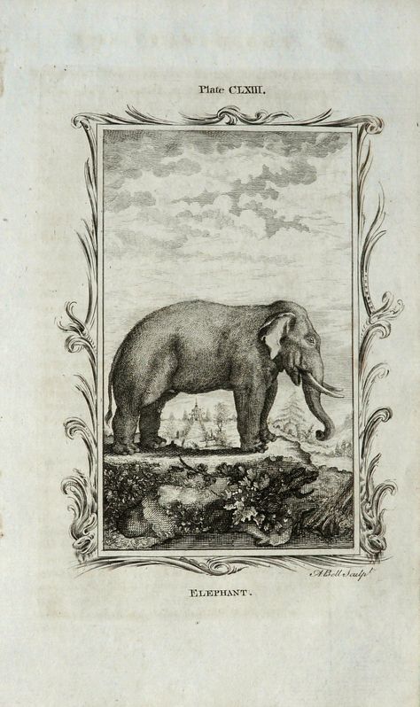 Antique Engraving Illustration, Ancient Elephant, Jumbo The Elephant, Traditional Indian Elephant Art, Vintage Zoological Illustrations, Antique Elephant, Copper Engraving, Elephant Pictures, Elephant Illustration