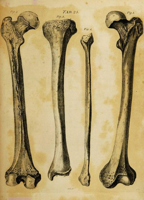 Different Views of the Os Femohis, Tibia, and Fibula. (From) A System of The Anatomy of the Human Body, by Andrew Fyfe Bones Reference Human Anatomy, Femur Tattoo, Human Anatomy Bones, Tibia Bone, Bone Drawing, Scientific Drawing, Anatomy Bones, Skeleton Drawings, Arte Grunge